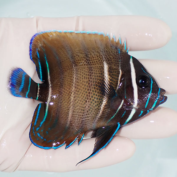 【現物3】ロクセンヤッコ 8.5cm± ! 海水魚 ヤッコ 15時までのご注文で当日発送(t111(t207