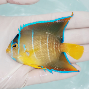 Small tropical fish with vivid blue fins and yellow tail held in a gloved hand over clear water.