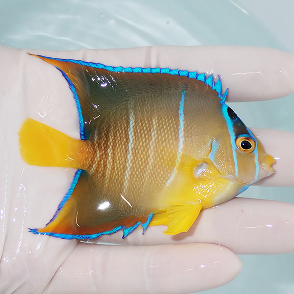 【現物4】タウンゼントエンゼル 8cm±!海水魚 ヤッコ 15時までのご注文で当日発送(t111(t207