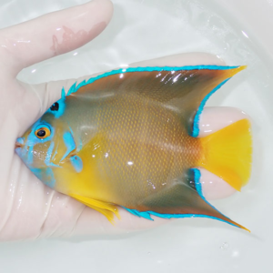 Colorful tropical angelfish-like fish with blue accents and a bright yellow tail being gently held in a person's hand over clear water.