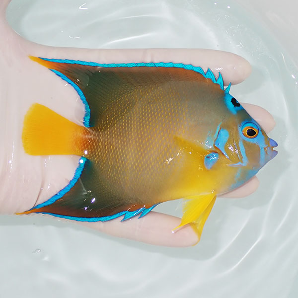 【現物5】タウンゼントエンゼル 12.5cm± !海水魚 ヤッコ 15時までのご注文で当日発送(t111(t207
