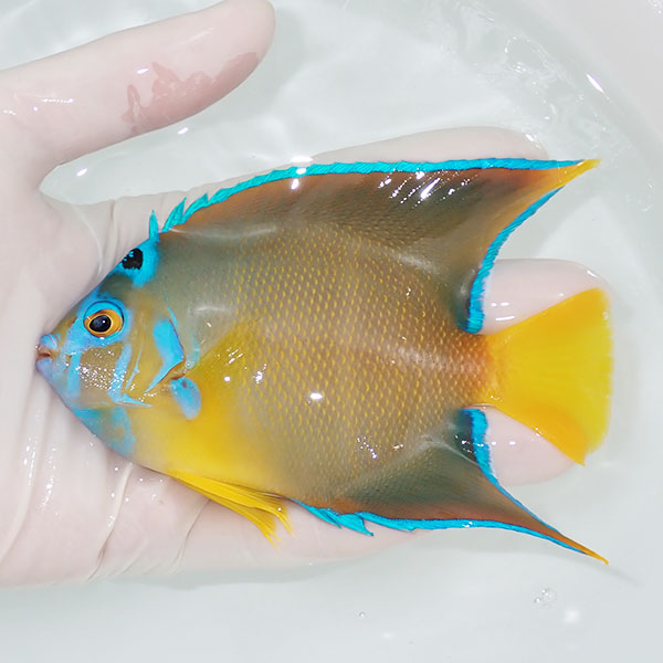 【現物5】タウンゼントエンゼル 12.5cm± !海水魚 ヤッコ 15時までのご注文で当日発送(t111(t207