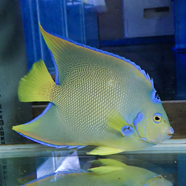 【現物6】タウンゼントエンゼル 17cm± !海水魚 ヤッコ 15時までのご注文で当日発送(t111(t207