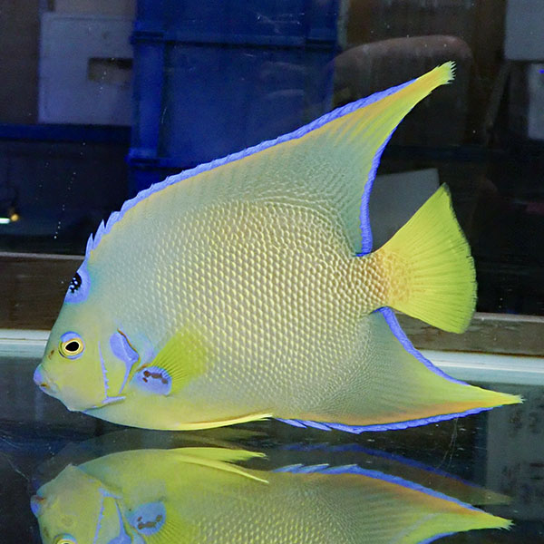 【現物6】タウンゼントエンゼル 17cm± !海水魚 ヤッコ 15時までのご注文で当日発送(t111(t207