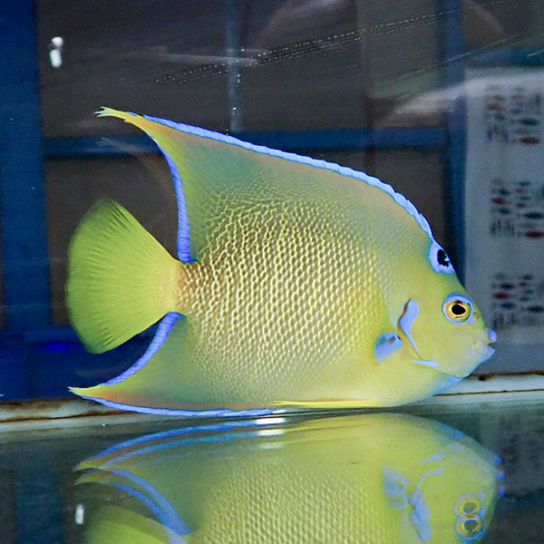 【現物7】タウンゼントエンゼル 14cm± !海水魚 ヤッコ 15時までのご注文で当日発送(t111(t207