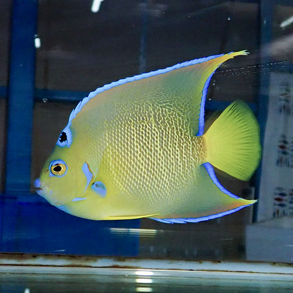 【現物7】タウンゼントエンゼル 14cm± !海水魚 ヤッコ 15時までのご注文で当日発送(t111(t207
