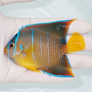 Colorful tropical fish with a yellow tail and blue-edged fins held in a gloved hand, showing brown body with blue vertical stripes.