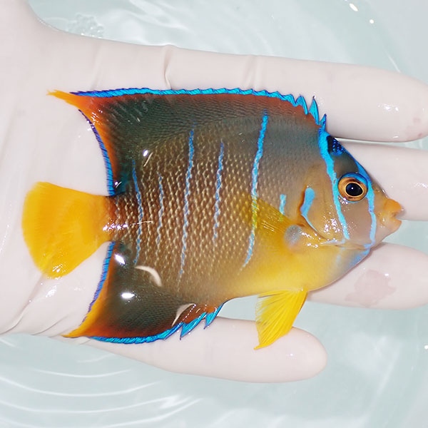 【現物8】粒エサOK タウンゼントエンゼル 9.5cm± !海水魚 ヤッコ 15時までのご注文で当日発送(t111(t207