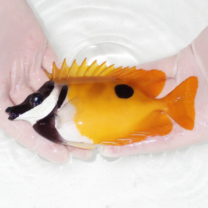 Small bright orange and white fish with a black head pattern held gently in gloved hands over a light surface of water.