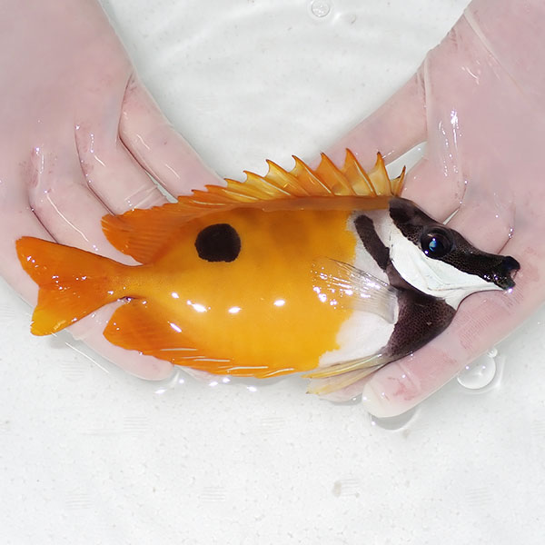 【現物2】ヒフキアイゴ 16cm± !  海水魚 ハギ 15時までのご注文で当日発送(t119(t207