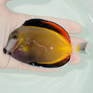 Small tropical fish with a yellow body and bright orange-red dorsal fin, held in a gloved hand over pale water.