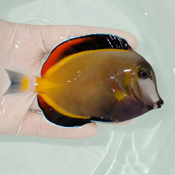 【現物2】ナミダクロハギbig 11cm± ! 海水魚 ハギ 15時までのご注文で当日発送(t119(t207
