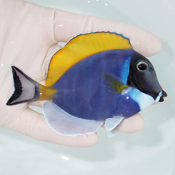 【現物2】ヒレかけあり パウダーブルータン 10cm±!海水魚 ハギ 15時までのご注文で当日発送(t119(t207