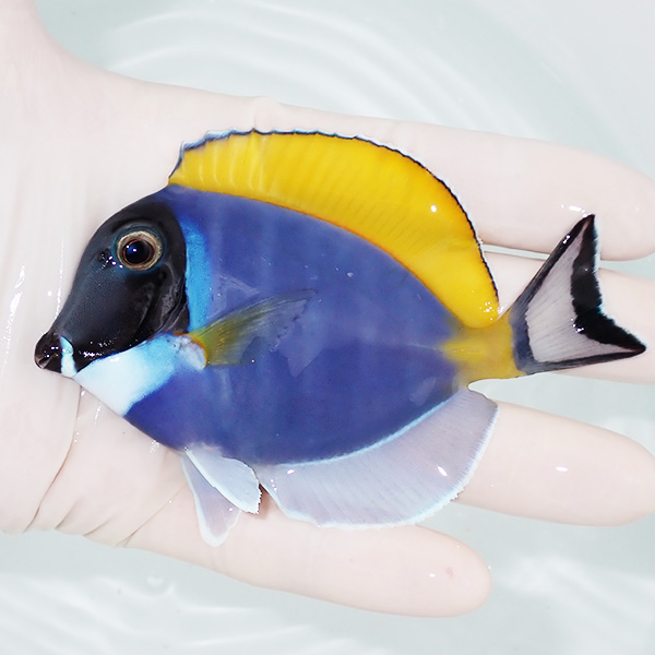 【現物2】ヒレかけあり パウダーブルータン 10cm±!海水魚 ハギ 15時までのご注文で当日発送(t119(t207