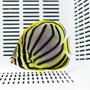 Yellow angelfish with bold black vertical stripes against a white vented background in an aquarium setting.