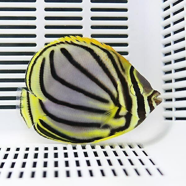 オウギチョウ 7-9cm±! 海水魚 チョウチョウウオ 15時までのご注文で当日発送(t114