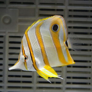 Angelfish with yellow and white vertical stripes swimming in a gray aquarium backdrop.