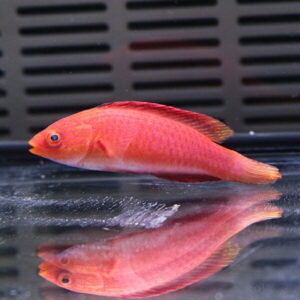 Bright pink fish swimming in an aquarium, its reflection visible on the water surface.