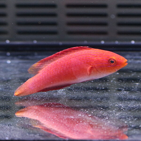セイルフィンフェアリーラス♀ 4-6cm±! 海水魚 ベラ 15時までのご注文で当日発送(t122