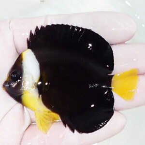 Small tropical fish with a black body and bright yellow fins resting on a palm indoors.