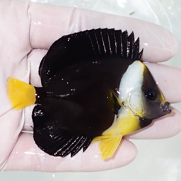 【現物】クイーンズランドイエローテールエンゼル 7cm± 海水魚 ヤッコ 餌付け!15時までのご注文で当日発送(t111(t207