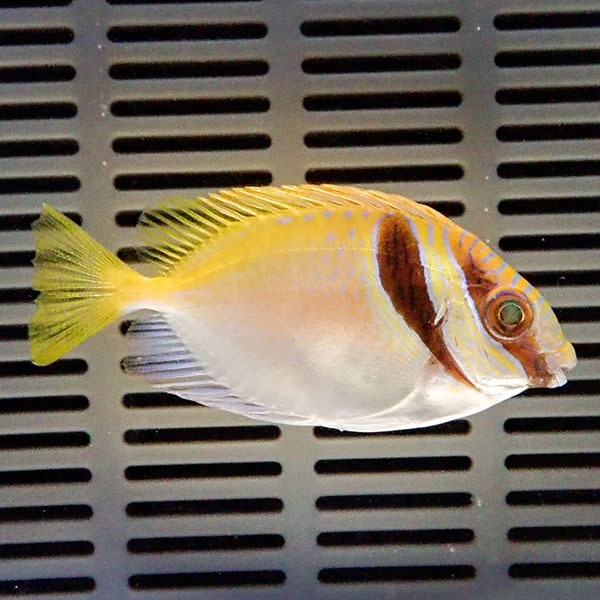 ヒメアイゴ 5-7cm±!海水魚 アイゴ 15時までのご注文で当日発送【ハギ】(t119