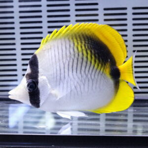 Tropical aquarium fish with a white body, black facial mask around the eye, vertical dark stripes, and bright yellow dorsal and tail fins.