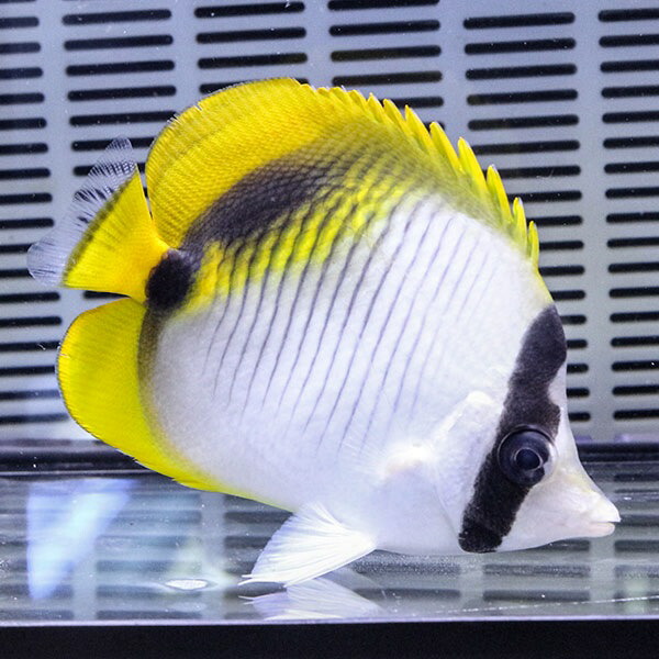 ニセフウライ 6-8cm±! 海水魚 チョウチョウウオ 15時までのご注文で当日発送(t114