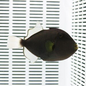 Black triggerfish swimming in a white, slotted aquarium tank walls backdrop.