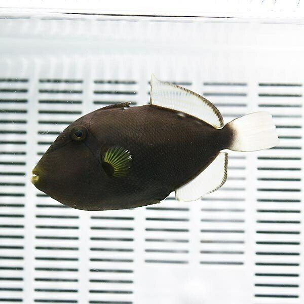クロモンガラ 10-12cm±! 海水魚 モンガラ 餌付け15時までのご注文で当日発送(t119【モンガラ】