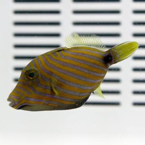 Yellow and purple striped tropical fish swimming in an aquarium background with a white grid pattern behind it.
