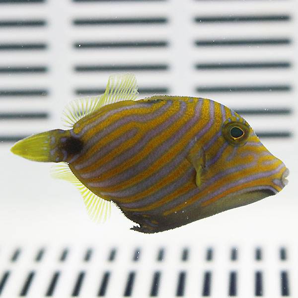 クマドリモンガラ 4-5cm± !  海水魚 ハギ! 餌付け15時までのご注文で当日発送(t119【モンガラ】