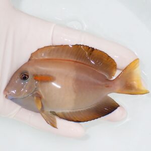 Brown tropical fish with an orange stripe near the gills being held by gloved hands in a shallow tank.