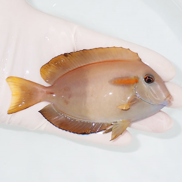 【現物】モンツキハギbig 11cm±! 海水魚 ハギ 15時までのご注文で当日発送(t119(t207