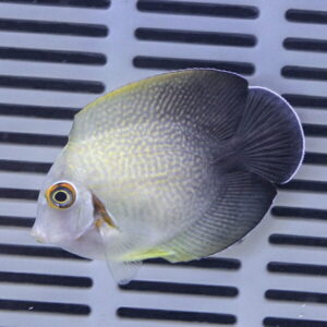 Oval-shaped pale fish with a yellowish head and dark, rounded fins swimming in an aquarium with a slotted background behind it.