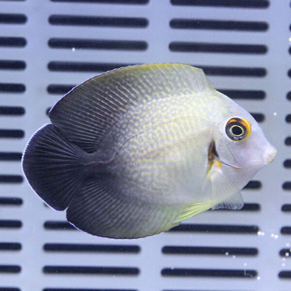 クログチニザダイ（ナメラヤッコタイプ） 6-8cm!海水魚 ハギ 15時までのご注文で当日発送(t119