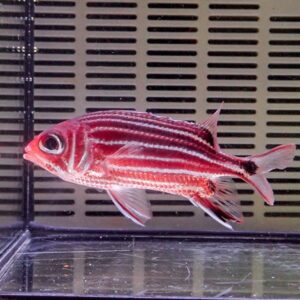 Red striped tropical fish with dark horizontal bands swimming in a glass aquarium