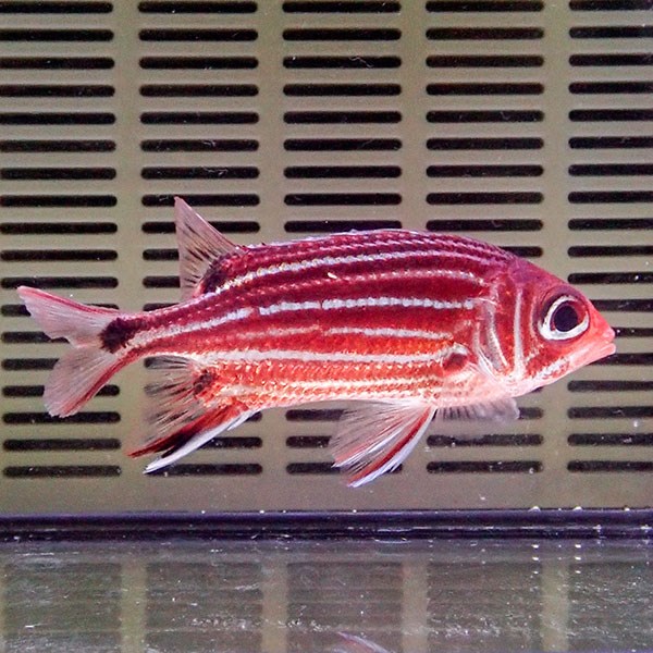 イットウダイ 6-8cm±  !海水魚  15時までのご注文で当日発送【イットウダイ】