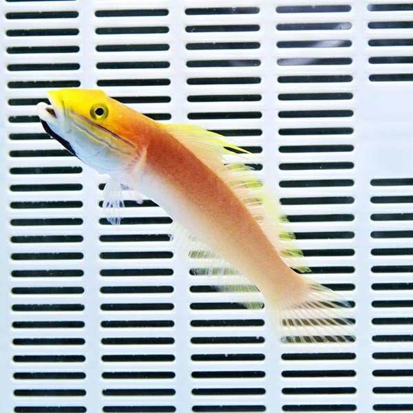 アカネハゼ 5-7cm± !海水魚 ハゼ 15時までのご注文で当日発送(t121