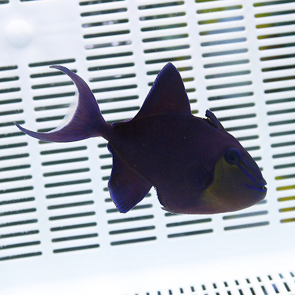 アカモンガラ 8-10cm± 海水魚 モンガラ! 餌付け15時までのご注文で当日発送(t119