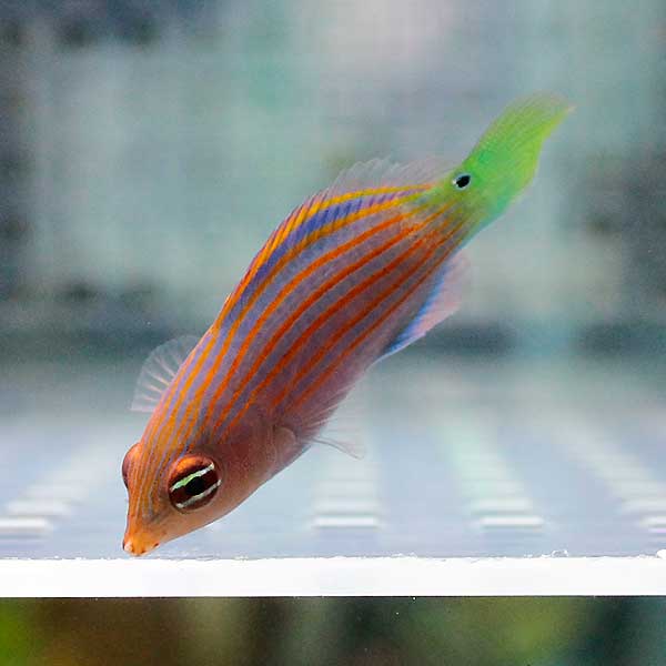 ニセモチノウオ 4-5cm±!海水魚 ベラ15時までのご注文で当日発送(t122