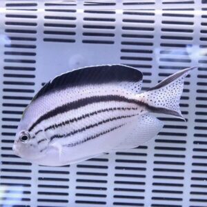 White tropical fish with multiple dark horizontal stripes, swimming in an aquarium with a slotted, ventilated background.