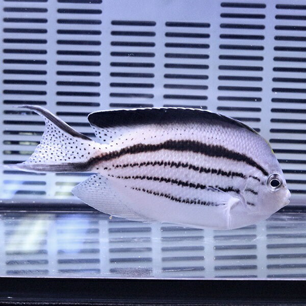 タテジマヤッコ 8-10cm± !海水魚 ヤッコ 餌付け 15時までのご注文で当日発送(t111