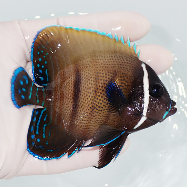 【現物1】ロクセンヤッコ 9cm±  !海水魚 生体 15時までのご注文で当日発送(t111(t207