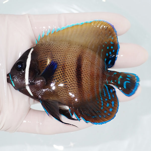 【現物1】ロクセンヤッコ 9cm±  !海水魚 生体 15時までのご注文で当日発送(t111(t207