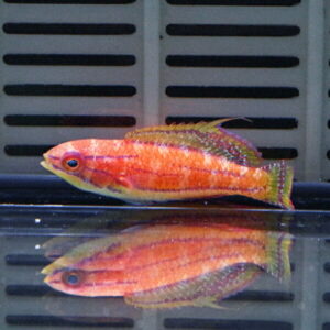 Bright orange tropical fish with a pink stripe along its body and greenish fins, swimming in an aquarium with a vented back panel and its reflection on the glass.