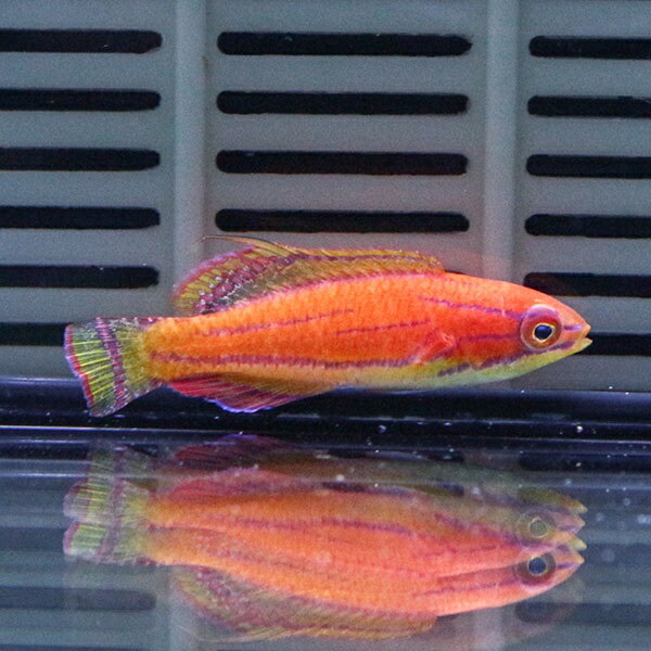 マッコスカーズラス 4cm±!海水魚 ベラ 15時までのご注文で当日発送(t122