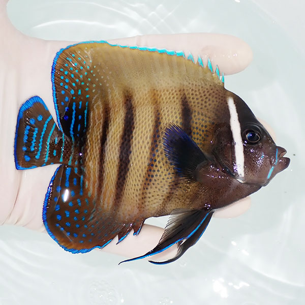 【現物2】ロクセンヤッコ 12cm± ! 海水魚 生体 15時までのご注文で当日発送(t111(t207