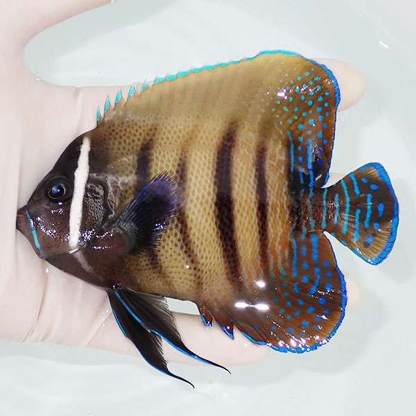 【現物2】ロクセンヤッコ 12cm± ! 海水魚 生体 15時までのご注文で当日発送(t111(t207