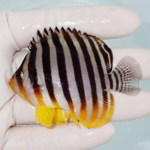 Small tropical fish with bold black vertical stripes on a yellow-and-white body, held between gloved fingers.